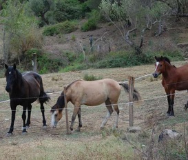 Zimmervermietung Bosco