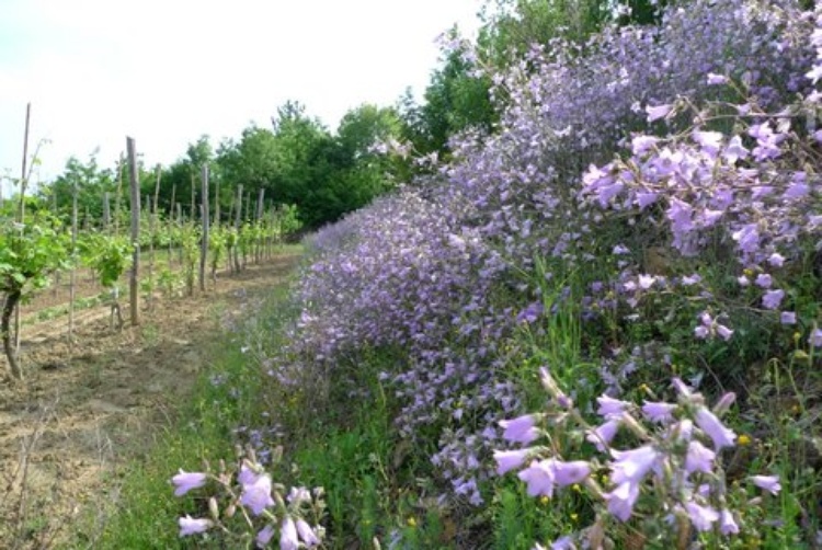 Auf dem Hügel - Villa Klarici für 2