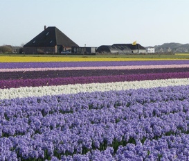 Unterkunft Callantsoog