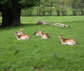 apartment Ribnitz-Damgarten