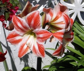 Appartement Estepona