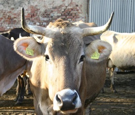 Appartement Markersdorf OT Pfaffendorf