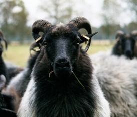 Pension Schneverdingen, OT Wesseloh