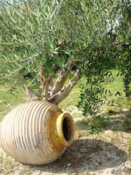 Garten mit Olivenbäume