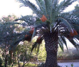 Pension San José, Ibiza