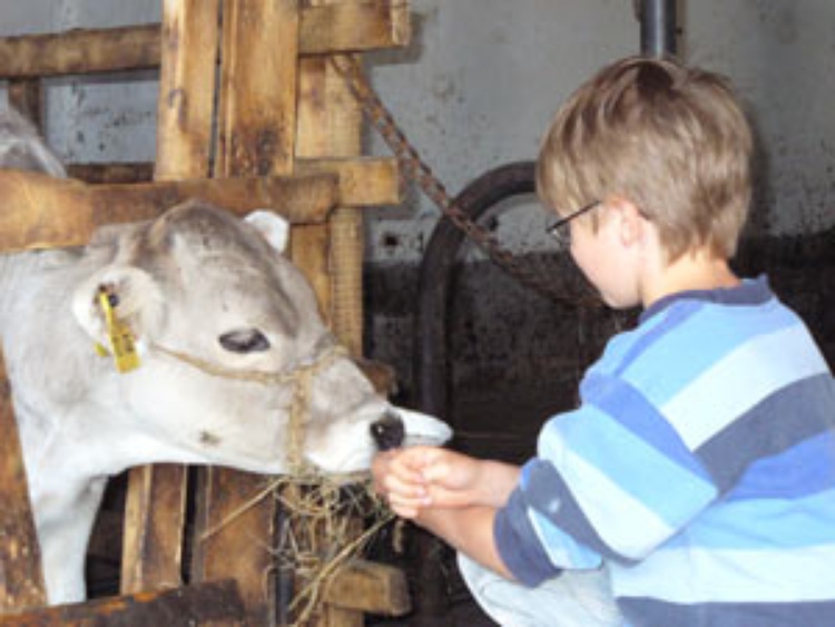 Die Kälber freuen sich über Streicheleinheiten
