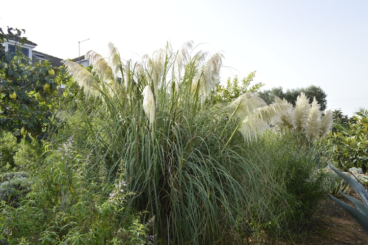 Der Garten mit Blick auf die Getreidemühle