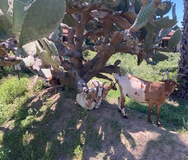 Ferienwohnung Calatabiano