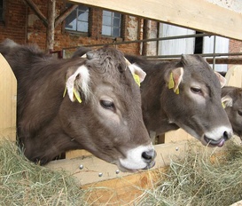 Appartement Markersdorf OT Pfaffendorf