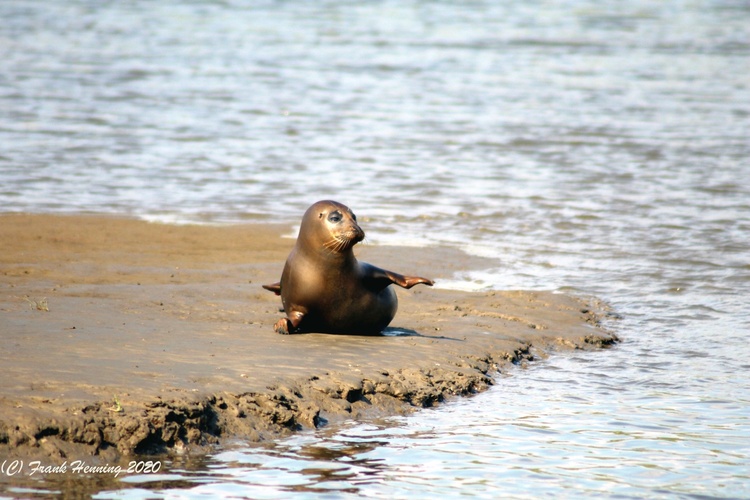 Ferienhaus Nordsee-Robbe