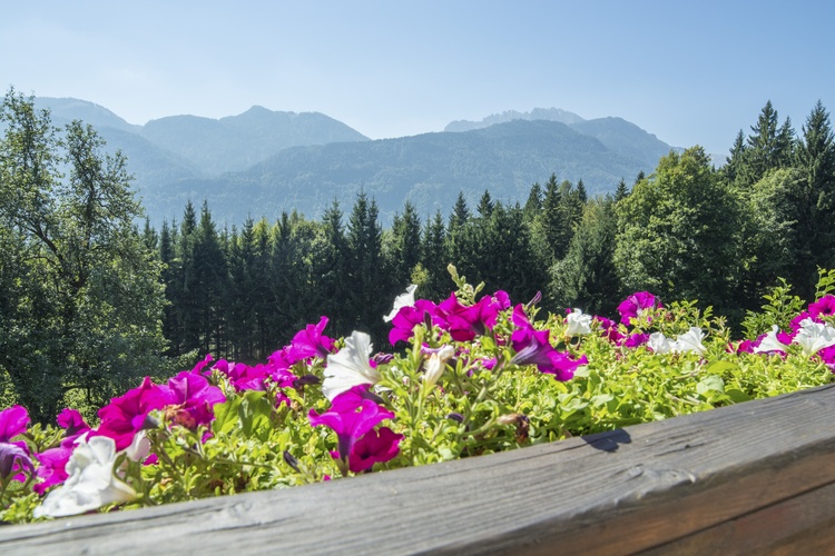 Aussicht vom Balkon Wulfenia