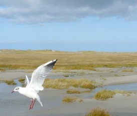 apartment St.Peter-Ording