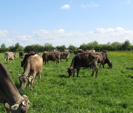 apartment Markersdorf OT Pfaffendorf