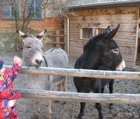 Appartement Markersdorf OT Pfaffendorf