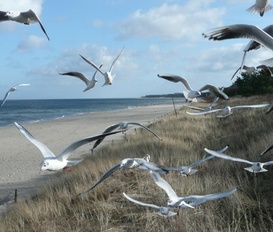 Appartement Lassan/KLEIN JASEDOW