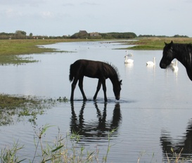 Unterkunft Callantsoog