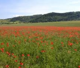 Appartement Siaugues Sainte Marie