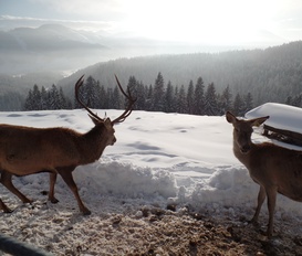 Appartement Oberaudorf